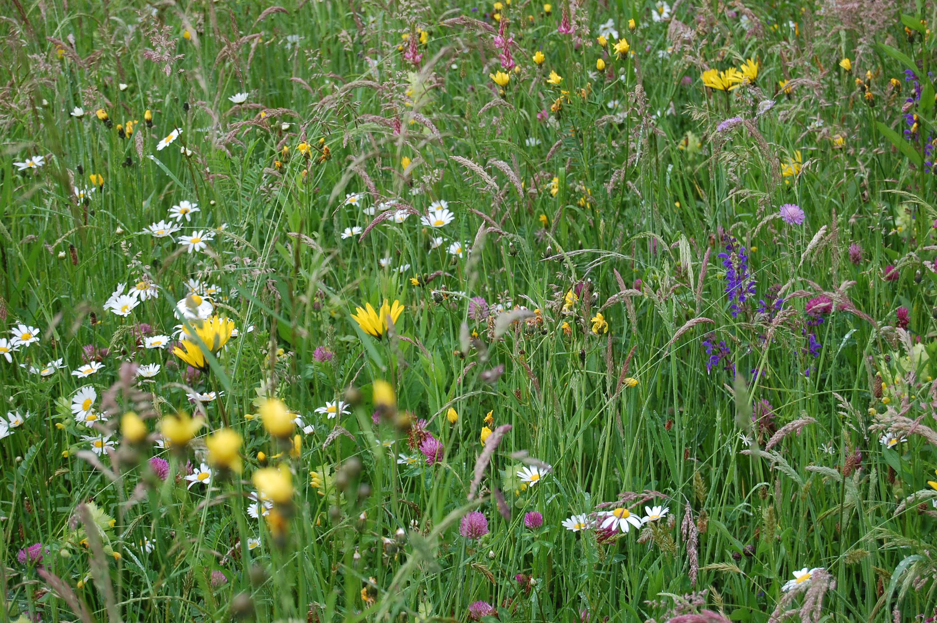 Vielfältige Blumenwiese