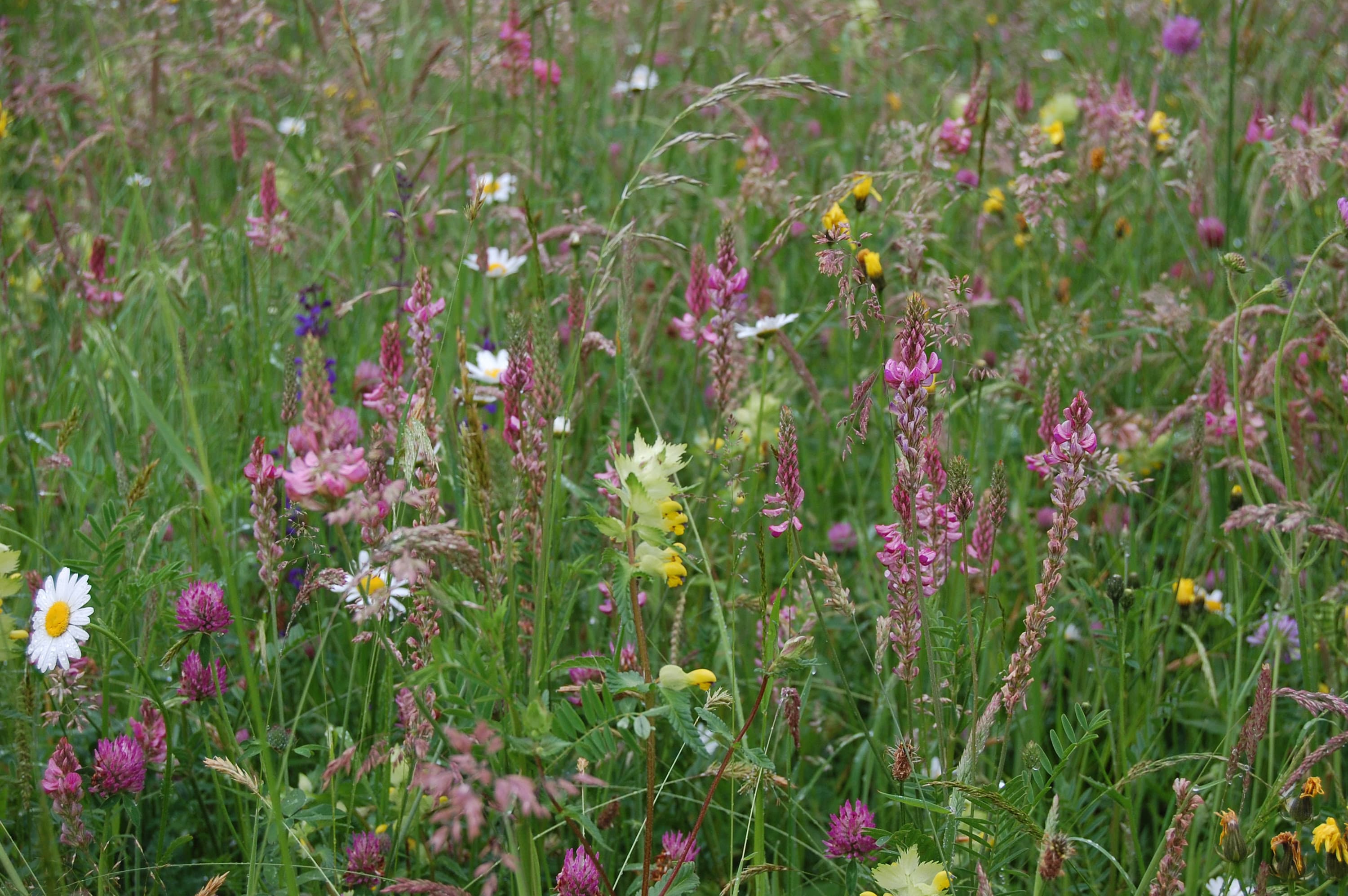 Vielfältige Blumenwiese