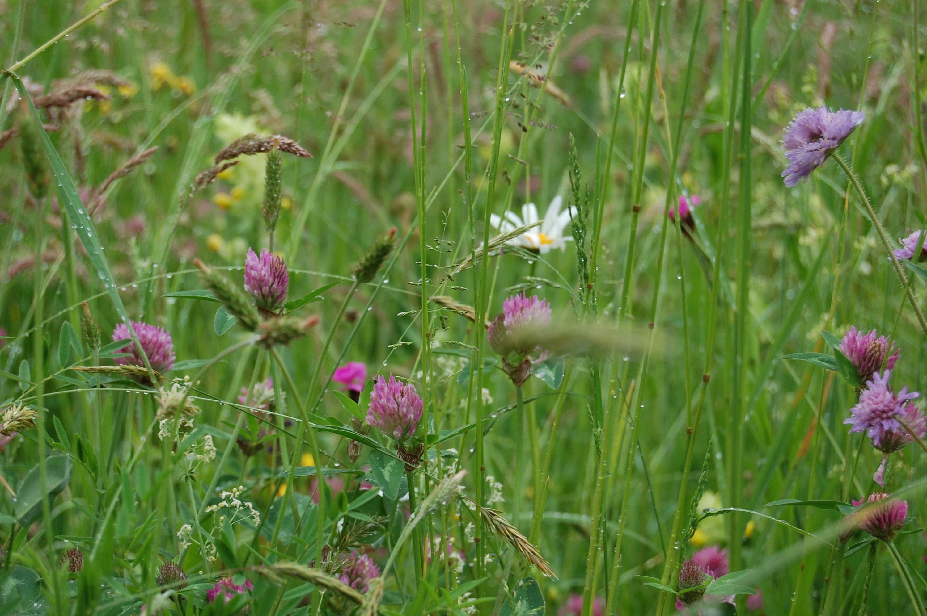 Vielfältige Blumenwiese