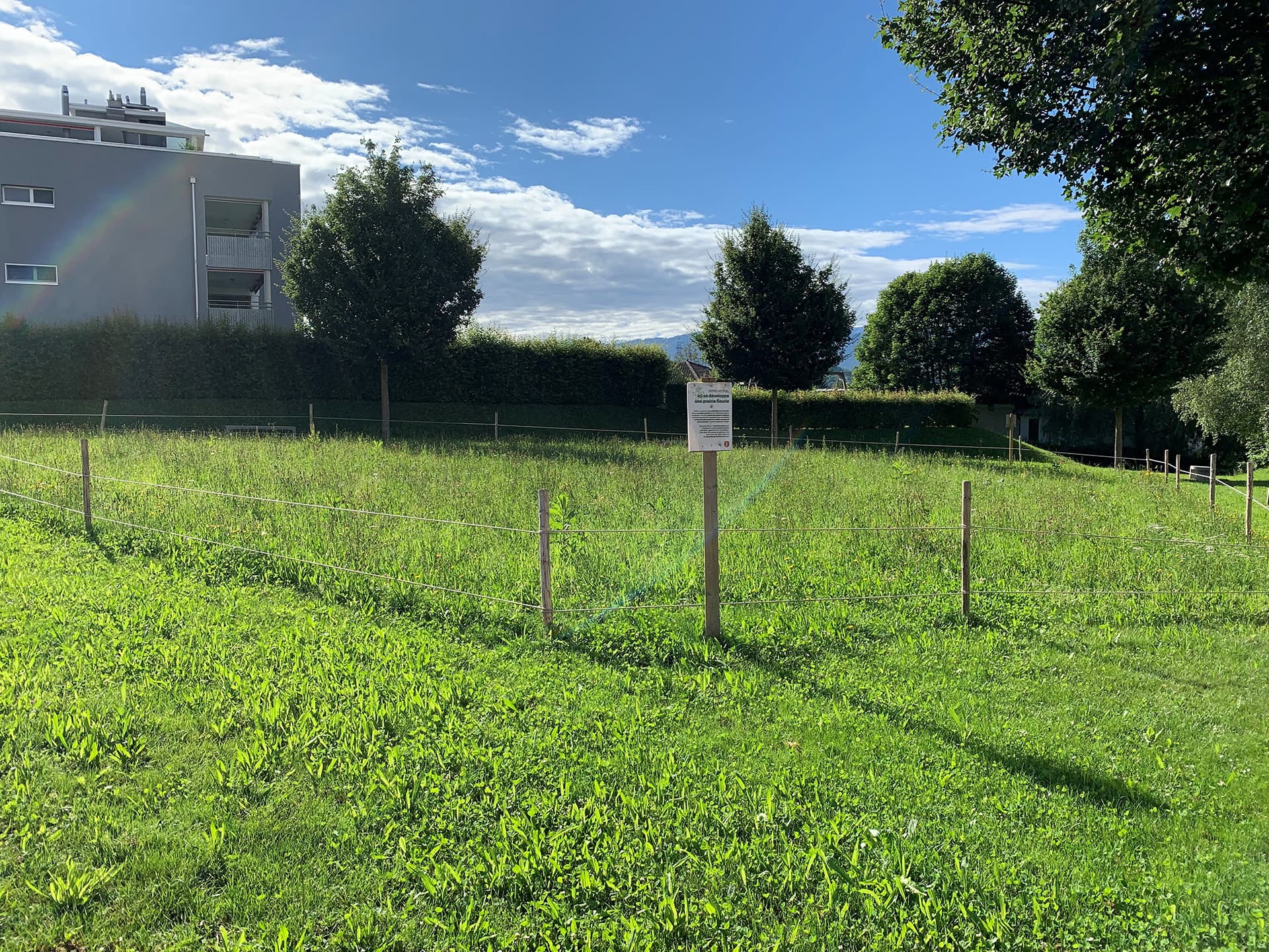 Eingezäunte Wiese mit Pionierpflanzen